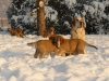 Filename=puppies6.jpg
Filesize=72KiB
Dimensions=800x600
Date added=%868 %08, %2009 puppies6.jpg
