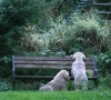Filename=puppies~1.jpg
Filesize=305KiB
Dimensions=500x450
Date added=%312 %04, %2008 puppies~1.jpg