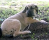 Filename=puppy-a.jpg
Filesize=66KiB
Dimensions=800x651
Date added=%470 %29, %2006 puppy-a.jpg