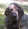 Filename=puppy-barrios.jpg
Filesize=75KiB
Dimensions=779x800
Date added=%428 %29, %2006 puppy-barrios.jpg