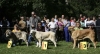 Filename=puppy-females-2-1-3-a.jpg
Filesize=168KiB
Dimensions=1500x819
Date added=%556 %27, %2008 puppy-females-2-1-3-a.jpg