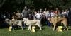 Filename=puppy-females-2-1-3.jpg
Filesize=160KiB
Dimensions=1500x777
Date added=%556 %27, %2008 puppy-females-2-1-3.jpg