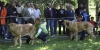Filename=puppy-females-6454.jpg
Filesize=163KiB
Dimensions=1500x759
Date added=%545 %27, %2008 puppy-females-6454.jpg
