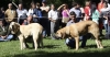 Filename=puppy-females-c.jpg
Filesize=181KiB
Dimensions=1500x794
Date added=%554 %27, %2008 puppy-females-c.jpg