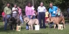 Filename=puppy-males-1-2-3-a.jpg
Filesize=66KiB
Dimensions=900x452
Date added=%974 %24, %2006 puppy-males-1-2-3-a.jpg