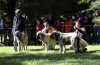 Filename=puppy-males11.jpg
Filesize=135KiB
Dimensions=1200x782
Date added=%002 %22, %2008 puppy-males11.jpg