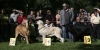 Filename=puppy-males2-1-3.jpg
Filesize=129KiB
Dimensions=1500x760
Date added=%010 %22, %2008 puppy-males2-1-3.jpg