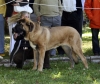 Filename=puppy-males4.jpg
Filesize=111KiB
Dimensions=1200x1019
Date added=%973 %22, %2008 puppy-males4.jpg