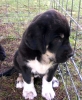 Filename=puppy-pisuena3.jpg
Filesize=83KiB
Dimensions=661x800
Date added=%463 %29, %2006 puppy-pisuena3.jpg