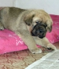 Filename=puppy-tornado-erben.jpg
Filesize=41KiB
Dimensions=468x550
Date added=%527 %03, %2009 puppy-tornado-erben.jpg
