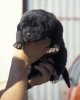 Filename=puppy1.jpg
Filesize=12KiB
Dimensions=478x595
Date added=%357 %24, %2006 puppy1.jpg