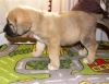 Filename=puppy10.jpg
Filesize=81KiB
Dimensions=640x495
Date added=%449 %22, %2007 puppy10.jpg