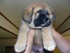 Filename=puppy11.jpg
Filesize=59KiB
Dimensions=640x495
Date added=%448 %22, %2007 puppy11.jpg