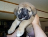 Filename=puppy12.jpg
Filesize=54KiB
Dimensions=640x495
Date added=%448 %22, %2007 puppy12.jpg