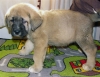 Filename=puppy13.jpg
Filesize=79KiB
Dimensions=640x495
Date added=%447 %22, %2007 puppy13.jpg