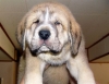 Filename=puppy1~0.jpg
Filesize=53KiB
Dimensions=640x495
Date added=%450 %22, %2007 puppy1~0.jpg