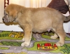 Filename=puppy3.jpg
Filesize=86KiB
Dimensions=640x495
Date added=%450 %22, %2007 puppy3.jpg