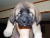 Filename=puppy6.jpg
Filesize=63KiB
Dimensions=640x495
Date added=%449 %22, %2007 puppy6.jpg