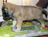 Filename=puppy7.jpg
Filesize=88KiB
Dimensions=640x495
Date added=%449 %22, %2007 puppy7.jpg