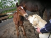 Filename=puppy_with_horses.jpg
Filesize=306KiB
Dimensions=600x450
Date added=%922 %02, %2008 puppy_with_horses.jpg