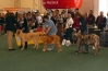 Filename=puppyclassfemales.jpg
Filesize=52KiB
Dimensions=846x550
Date added=%864 %16, %2009 puppyclassfemales.jpg