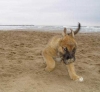 Filename=puppy~1.jpg
Filesize=17KiB
Dimensions=432x400
Date added=%464 %24, %2006 puppy~1.jpg