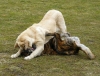 Filename=quanto7m+lois2.jpg
Filesize=103KiB
Dimensions=722x550
Date added=%001 %06, %2009 quanto7m+lois2.jpg