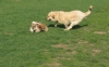 Filename=racing___racing___~0.jpg
Filesize=199KiB
Dimensions=962x602
Date added=%720 %13, %2009 racing___racing___~0.jpg