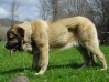 Filename=rea.jpg
Filesize=45KiB
Dimensions=448x336
Date added=%818 %19, %2008 rea.jpg