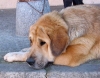 Filename=red-grey-profil.jpg
Filesize=55KiB
Dimensions=700x552
Date added=%780 %31, %2006 red-grey-profil.jpg