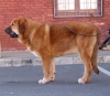 Filename=red-siden.jpg
Filesize=25KiB
Dimensions=700x615
Date added=%906 %01, %2006 red-siden.jpg