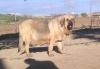 Filename=reina.jpg
Filesize=96KiB
Dimensions=960x664
Date added=%659 %08, %2015 reina.jpg