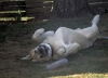 Filename=resting.jpg
Filesize=38KiB
Dimensions=699x507
Date added=%600 %01, %2007 resting.jpg