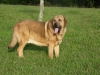 Filename=rufo-.jpg
Filesize=205KiB
Dimensions=960x720
Date added=%590 %11, %2013 rufo-.jpg