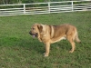 Filename=rufo.jpg
Filesize=203KiB
Dimensions=960x720
Date added=%592 %11, %2013 rufo.jpg