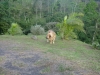 Filename=rufo___.jpg
Filesize=230KiB
Dimensions=960x720
Date added=%592 %11, %2013 rufo___.jpg