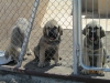 Filename=salomon__puppy.jpg
Filesize=79KiB
Dimensions=800x600
Date added=%801 %07, %2019 salomon__puppy.jpg