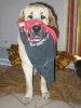 Filename=sami-copy.jpg
Filesize=54KiB
Dimensions=600x800
Date added=%939 %10, %2006 sami-copy.jpg