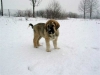 Filename=samson1.jpg
Filesize=28KiB
Dimensions=640x480
Date added=%618 %27, %2006 samson1.jpg