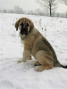 Filename=samson2.jpg
Filesize=17KiB
Dimensions=360x480
Date added=%624 %27, %2006 samson2.jpg