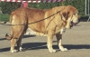 Filename=sancho.jpg
Filesize=33KiB
Dimensions=400x254
Date added=%359 %21, %2006 sancho.jpg