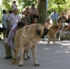 Filename=sanson-ronautocan.jpg
Filesize=54KiB
Dimensions=800x796
Date added=%858 %20, %2006 sanson-ronautocan.jpg