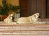 Filename=sarko+lois1.jpg
Filesize=171KiB
Dimensions=801x600
Date added=%947 %31, %2009 sarko+lois1.jpg
