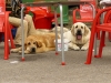 Filename=saturday-lois+sofie.jpg
Filesize=148KiB
Dimensions=800x600
Date added=%081 %29, %2009 saturday-lois+sofie.jpg