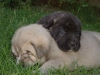 Filename=selvas.jpg
Filesize=40KiB
Dimensions=480x360
Date added=%629 %27, %2006 selvas.jpg