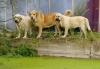 Filename=so--.jpg
Filesize=214KiB
Dimensions=793x550
Date added=%586 %01, %2007 so--.jpg