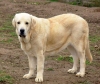 Filename=sobia302.jpg
Filesize=66KiB
Dimensions=800x674
Date added=%547 %26, %2006 sobia302.jpg