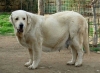 Filename=sobia310.jpg
Filesize=60KiB
Dimensions=800x587
Date added=%642 %26, %2006 sobia310.jpg
