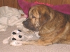 Filename=soccer.JPG
Filesize=78KiB
Dimensions=640x480
Date added=%709 %13, %2006 soccer.JPG