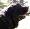 Filename=sort-open-maleshead.jpg
Filesize=47KiB
Dimensions=800x761
Date added=%430 %29, %2006 sort-open-maleshead.jpg